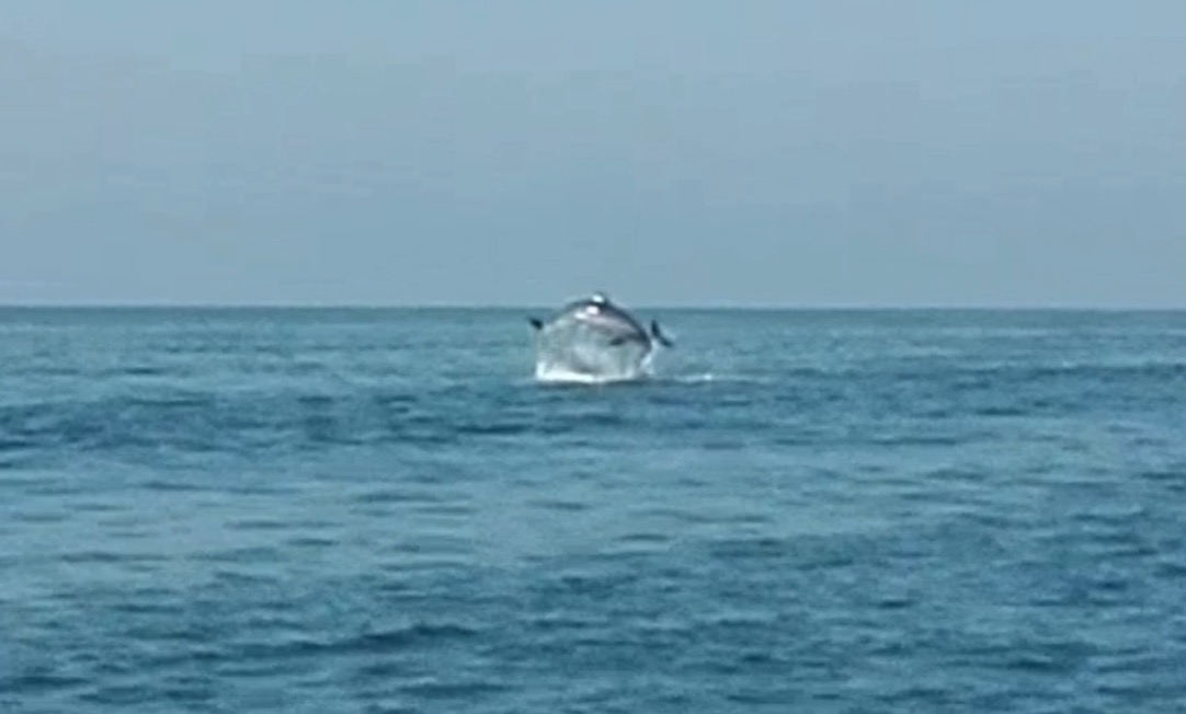 Spettacolare avvistamento di delfini a Ostia